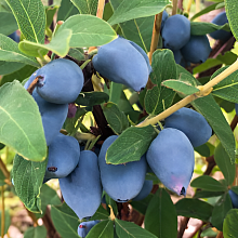 Основное изображение товара