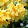 Азалия крупноцветковая (Azalea) 'Anneke'   С5 ГлХ/23