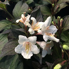 Основное изображение товара