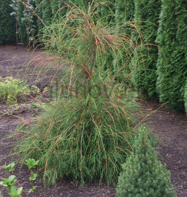 туя Филиформис туя Филиформис